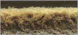 Carpet Shampooing